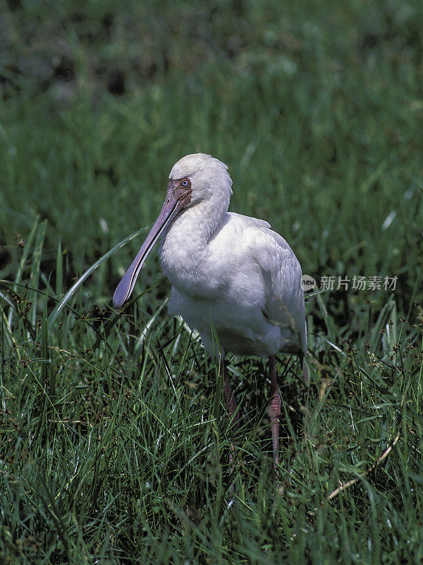 非洲琵鹭(Platalea alba)是鹮科和琵鹭科的一种长腿涉禽。肯尼亚马赛马拉国家保护区。